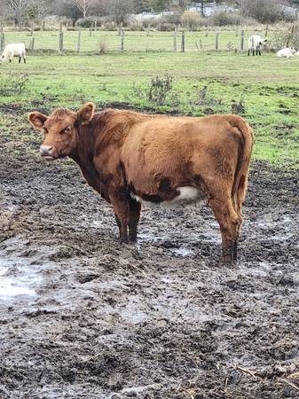 Red angus/main-an-jou cow 1