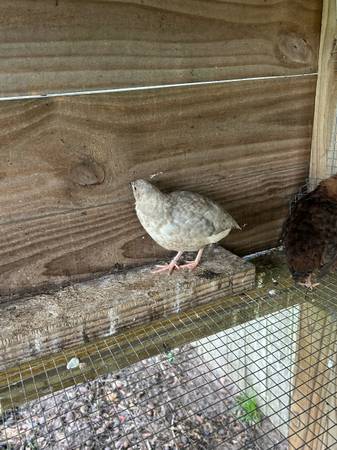 Codorniz Coturnix - $5 (Newton)63440450916739122
