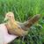 Kikiriki pullets 7 thumbnail