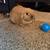 Rehoming Rabbit 1 thumbnail