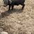 Meishan piglet boy 1 thumbnail