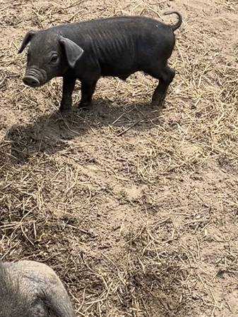 Meishan piglet boy 1
