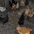 Chickens for sale 1 thumbnail