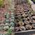 Agave nursery SALE 1 thumbnail