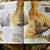 Disaster! Catastrophes That Shook the World 5 thumbnail
