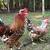 Swedish Flower Hens – Rare & Colorful Layers – 10 Months Old 1 thumbnail