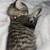 Kitten for rehoming 1 thumbnail