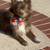 The most loving beautiful long haired purebred chihuahua 7 thumbnail