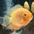 6 Severum 5-8” 4 thumbnail