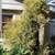 FREE EASY yard landscaping , this plant grows fast 1 thumbnail