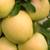 Golden Sentinel columnar apple- great for decks 3 thumbnail