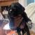 Cane corso xl bully mix 2 thumbnail