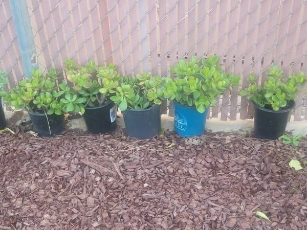 Jade Plants 1