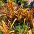 ORANGE RED BROMELIAD GIANT (aechmea blanchetiana) 8 thumbnail