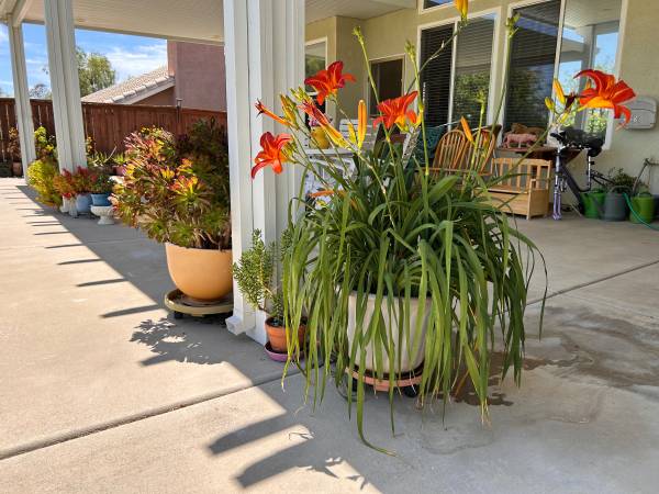 Variety Garden Live Plants. 1