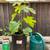 Celeste Fig Tree Live Plant 2 thumbnail