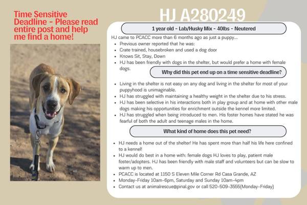 ¡Un cruce de labrador de 1 año necesita un hogar! Adiestrado en jaula - Le gustan los perros hembra (Casa Grande)63905906088706122