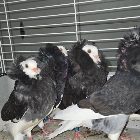 Capucino pigeons (Huntley)63844234959875122