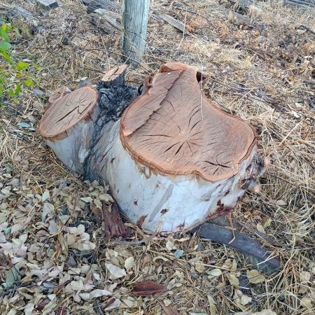 Eucalyptus wood 1