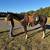 Rescue Gelding 2 thumbnail