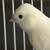 Russian canary 4 thumbnail