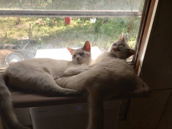 Two Female Ojos Azules Cats63502804335875123