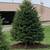 🌳Great Impression Tree Services 🌳 5 thumbnail