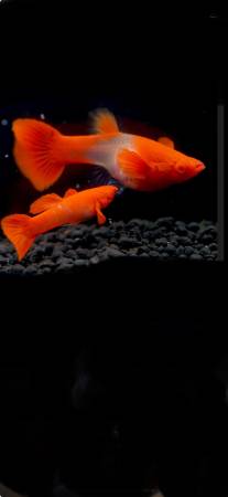 Guppies Variety Package 1