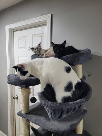1 year old white and black cat (Batavia)63908215676931121