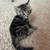 kitten 2 thumbnail