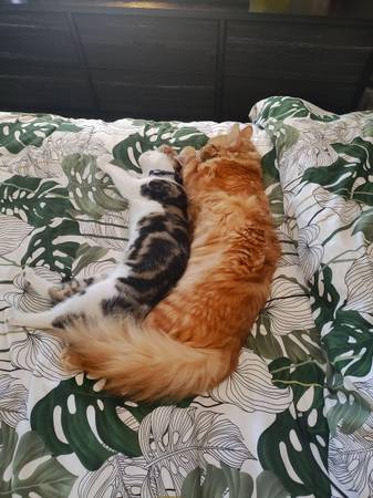 White &Tabby 9 mo cat (Kennewick)63896661900290123