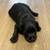 Rehoming 4 puppies 12 thumbnail