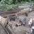 free pigs 2 thumbnail