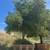 Quercus - OAK TREES  - 2 thumbnail