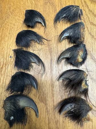 bear claws 1