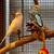 4-Parakeets 4 thumbnail
