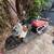 2014 Honda Ruckus white/red 2 thumbnail