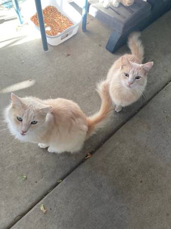 Seeking ( rehome) for these 2 Cats///Siblings 1