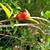 Pomegranate Fruit Trees  --- privacy hedge plants tree shrub / shrubs 6 thumbnail