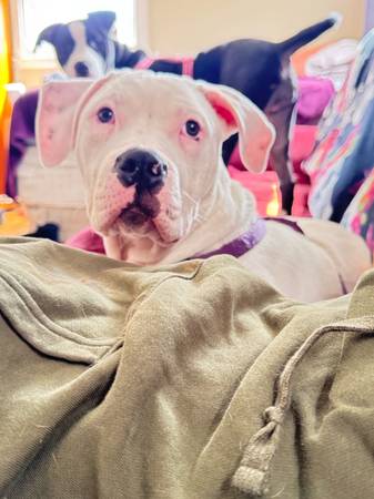 pitbull needs new home asap (Philadelphia)63975492849795120