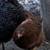chicks 5 thumbnail
