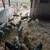 Feeder pigs heavy 2 thumbnail