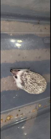 Baby Hedgehogs (Alamogordo)63693560647937121