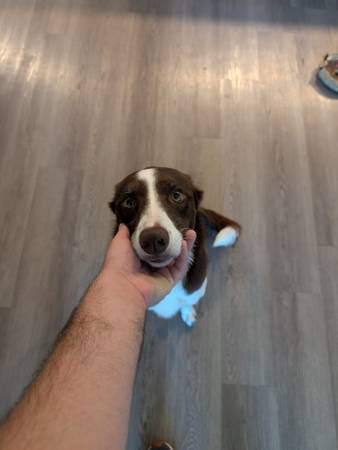 Meet Cedar – Border Collie Looking for a Home (Hartford)63427327344513129