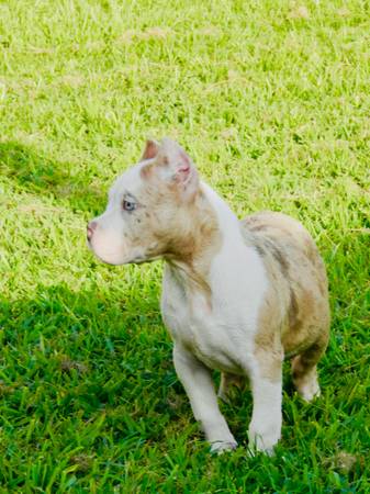 Merle male Pocket (Humble)63859315544833122