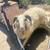 Karakul Ram 1 thumbnail