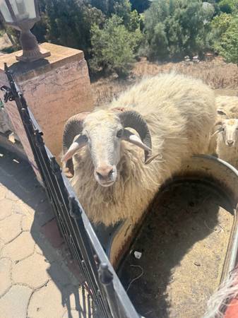 Karakul Ram 1