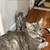 Kitten(Miane coon + Norwegian Forest mixed) 3 thumbnail