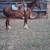 Super broke gelding 6 thumbnail
