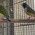 Gouldian finsh 4 thumbnail